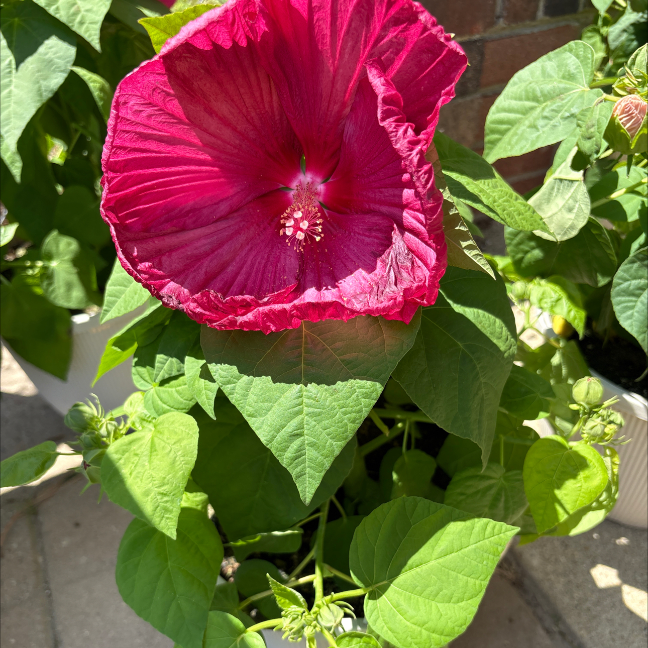 Photo of the plant species Luna Hibiscus by @StockyCooperi94 named Cleopatra on Greg, the plant care app