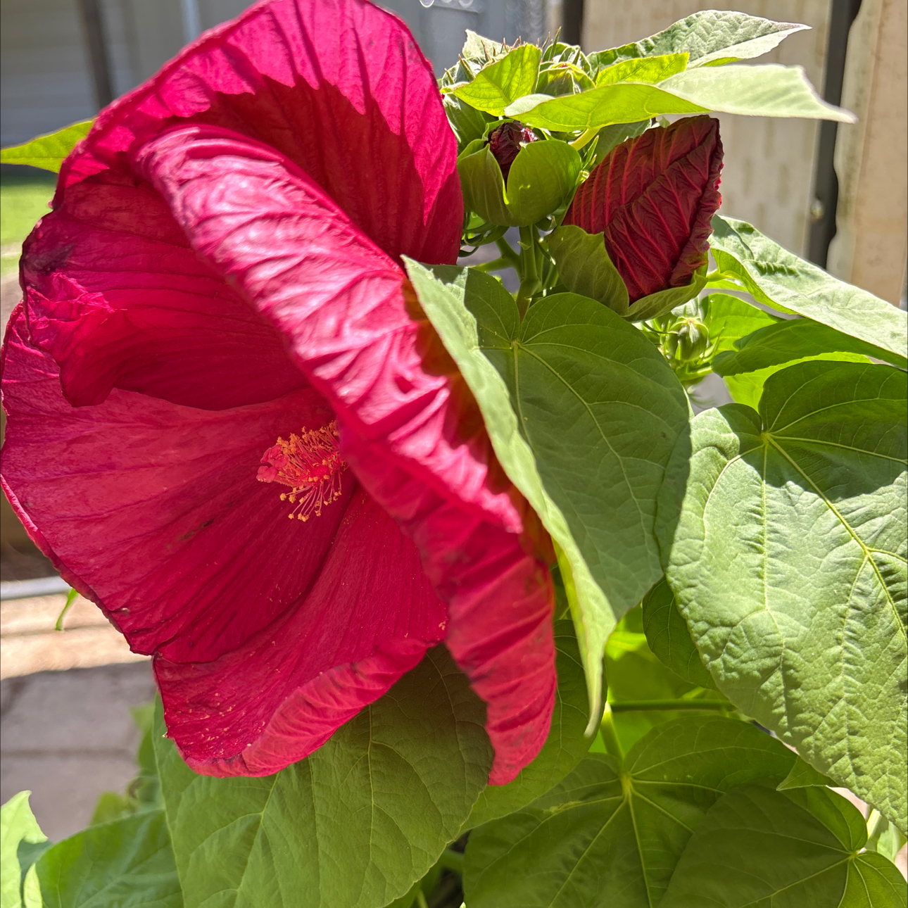 Photo of the plant species Luna Hibiscus by @StockyCooperi94 named Phoebe on Greg, the plant care app