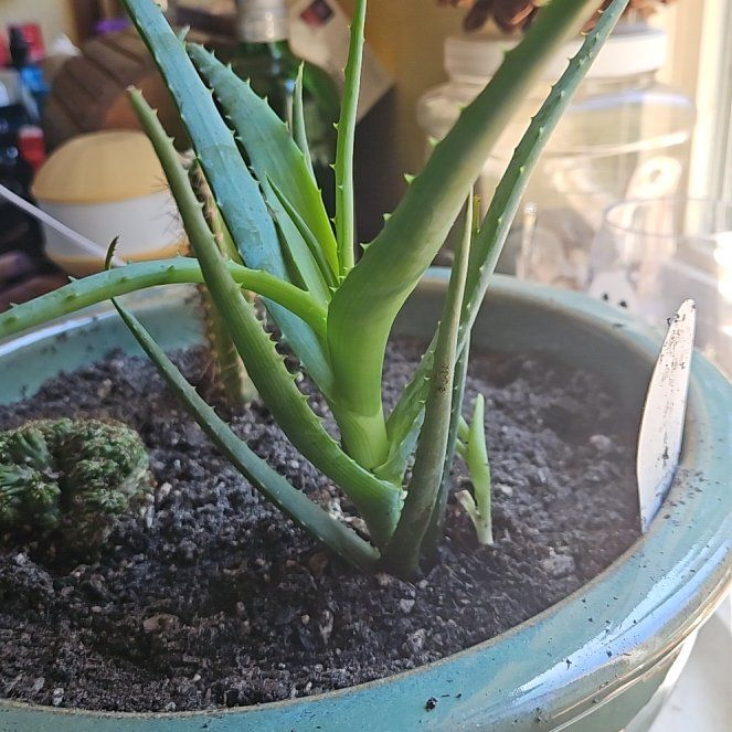 Photo of the plant species Aloe 'Blue Elf' by @AwakeRainbow86 named Treeyoncé on Greg, the plant care app