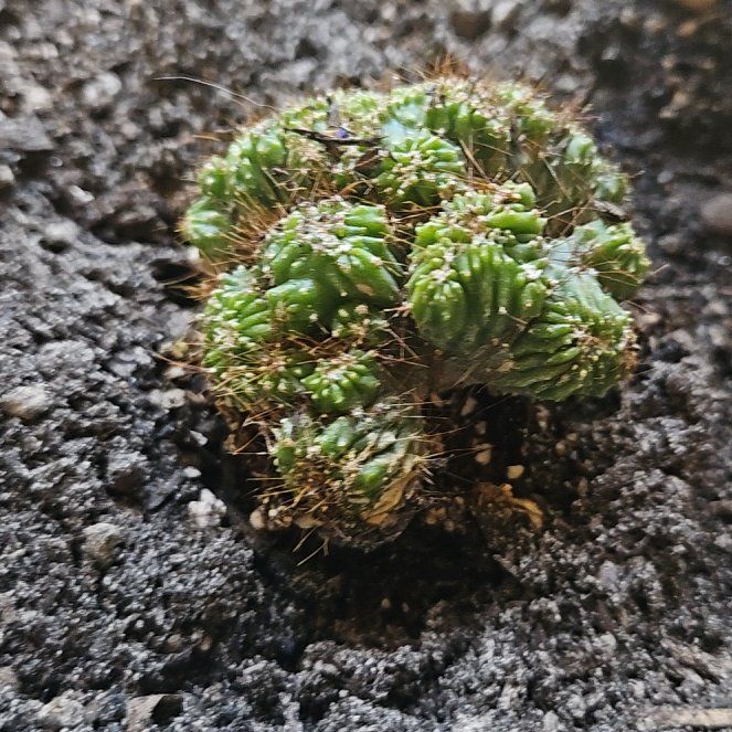 Photo of the plant species Ming Thing Cactus by @AwakeRainbow86 named Broccoli on Greg, the plant care app