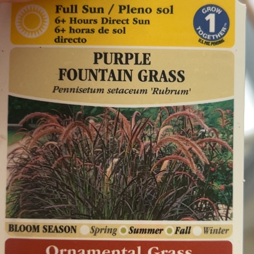 Photo of the plant species Purple Fountain Grass by @ChampChamise40 named Purple Fountain Grass on Greg, the plant care app