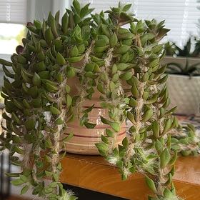 Photo of the plant species Anacampseros retusa by @DashingNoni53 named Curie on Greg, the plant care app