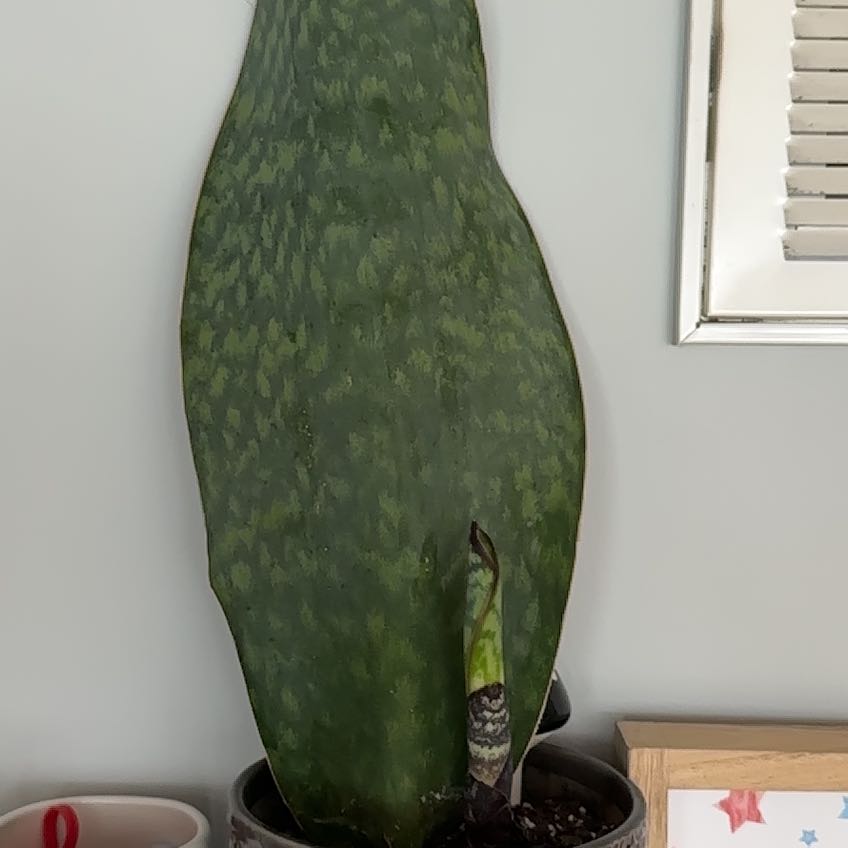 Photo of the plant species Whalefin Snake Plant by @DashingNoni53 named Willow on Greg, the plant care app