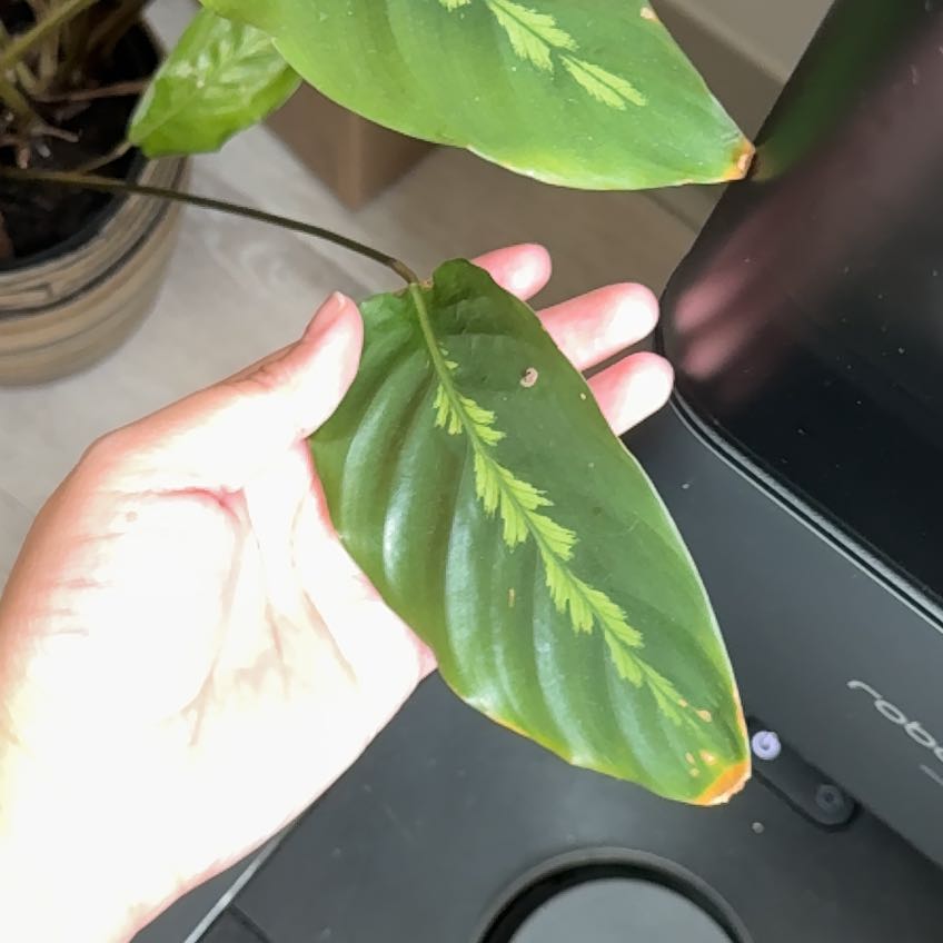 Photo of the plant species Calathea 'Misto' by @RapturousGrass named Bodhi on Greg, the plant care app