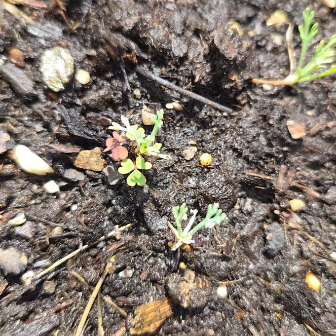 Photo of the plant species Jersey Cudweed by @HeirCosentinia1 named Tree Diddy on Greg, the plant care app