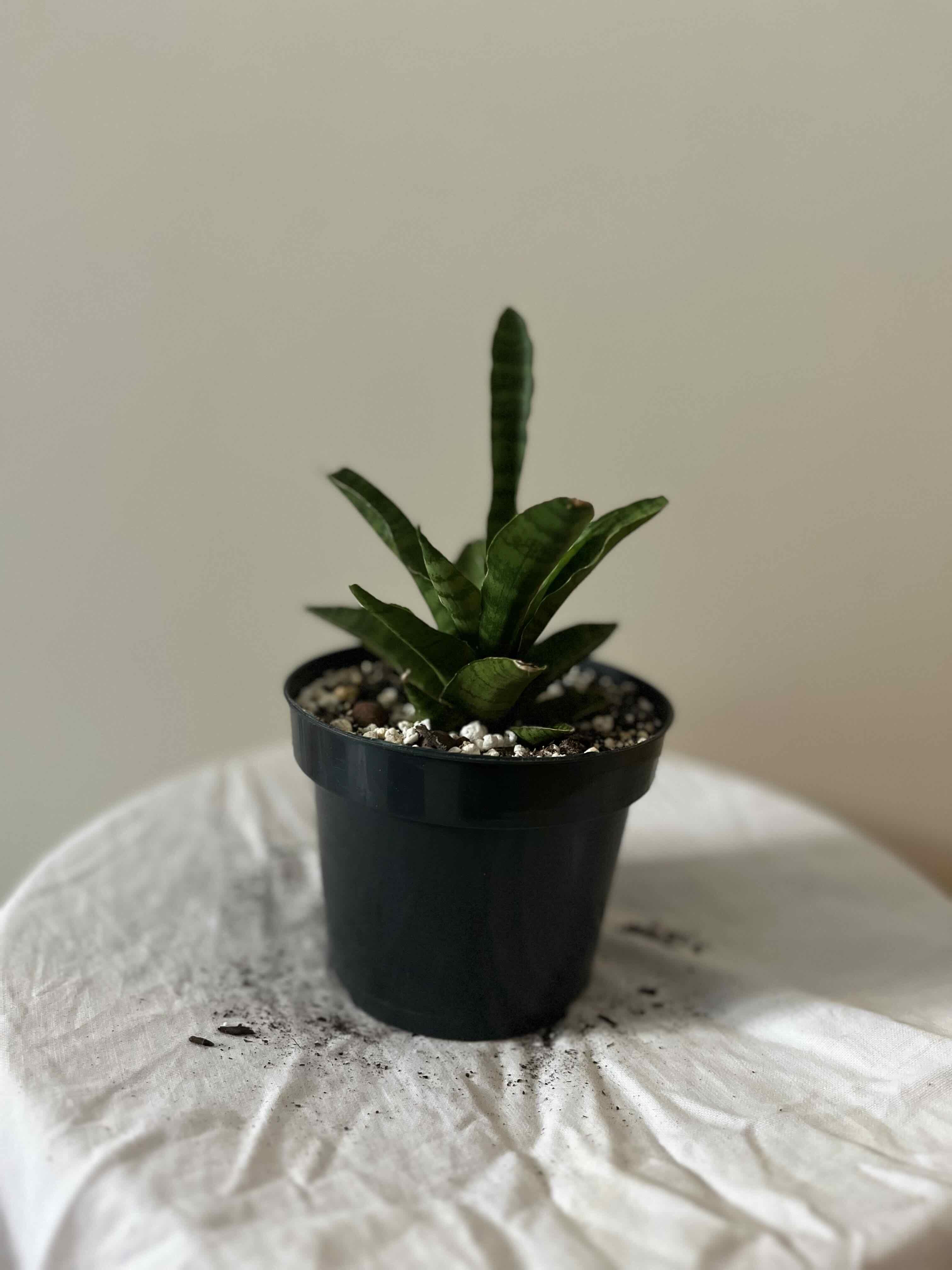 Photo of the plant species sanseviera trifasciata 'golden hahnii' by @Highsye named Apocalypse on Greg, the plant care app