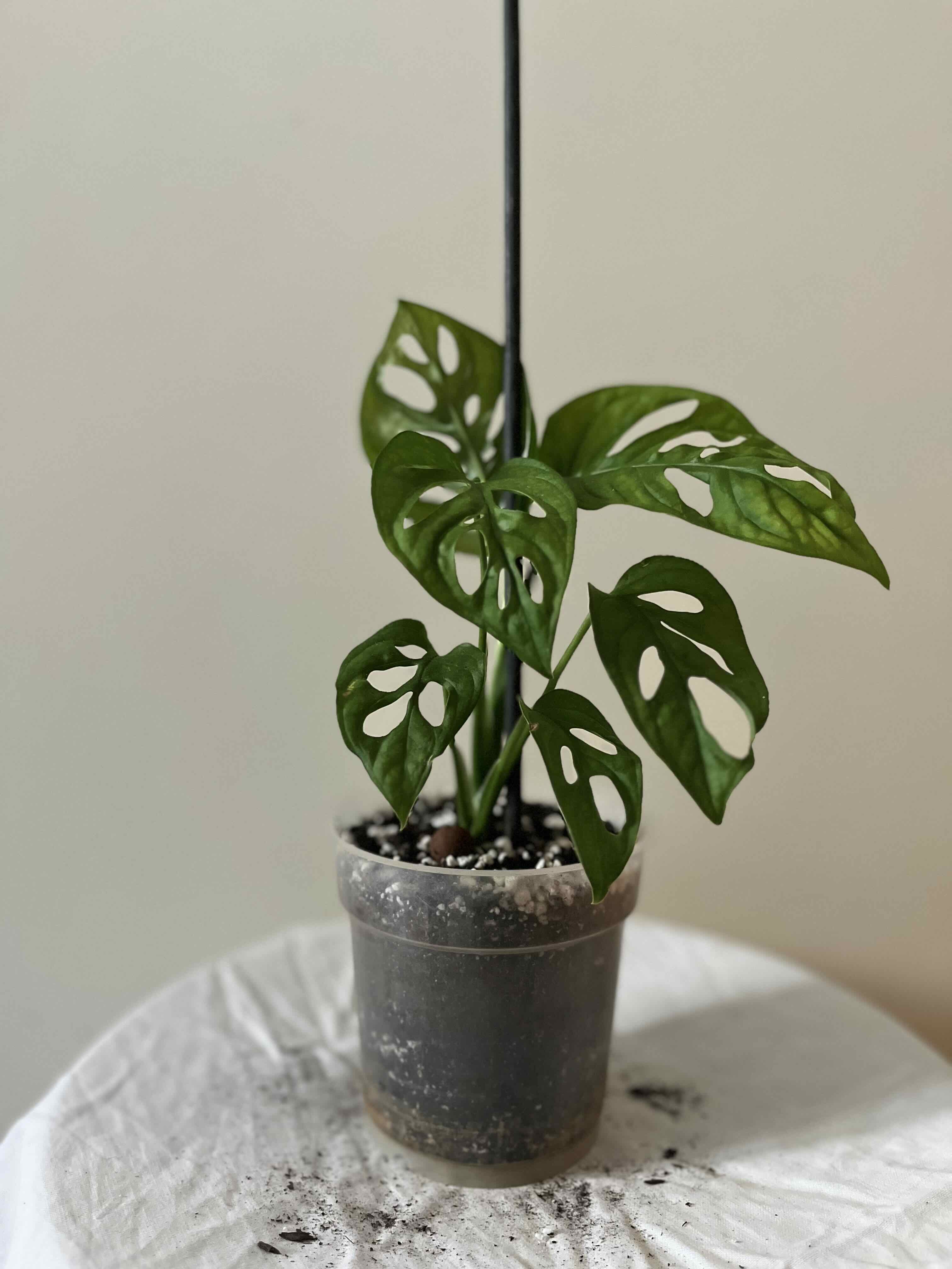 Photo of the plant species Monstera monkey leaf by @Highsye named Holly on Greg, the plant care app