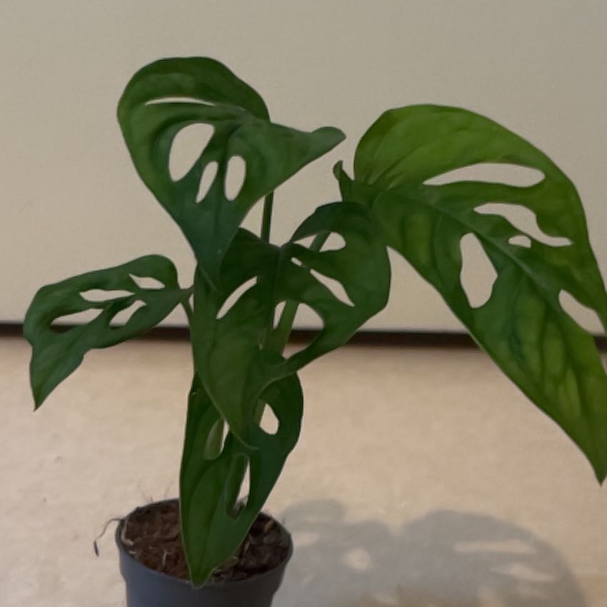 Photo of the plant species Monstera monkey leaf by @Highsye named Holly on Greg, the plant care app