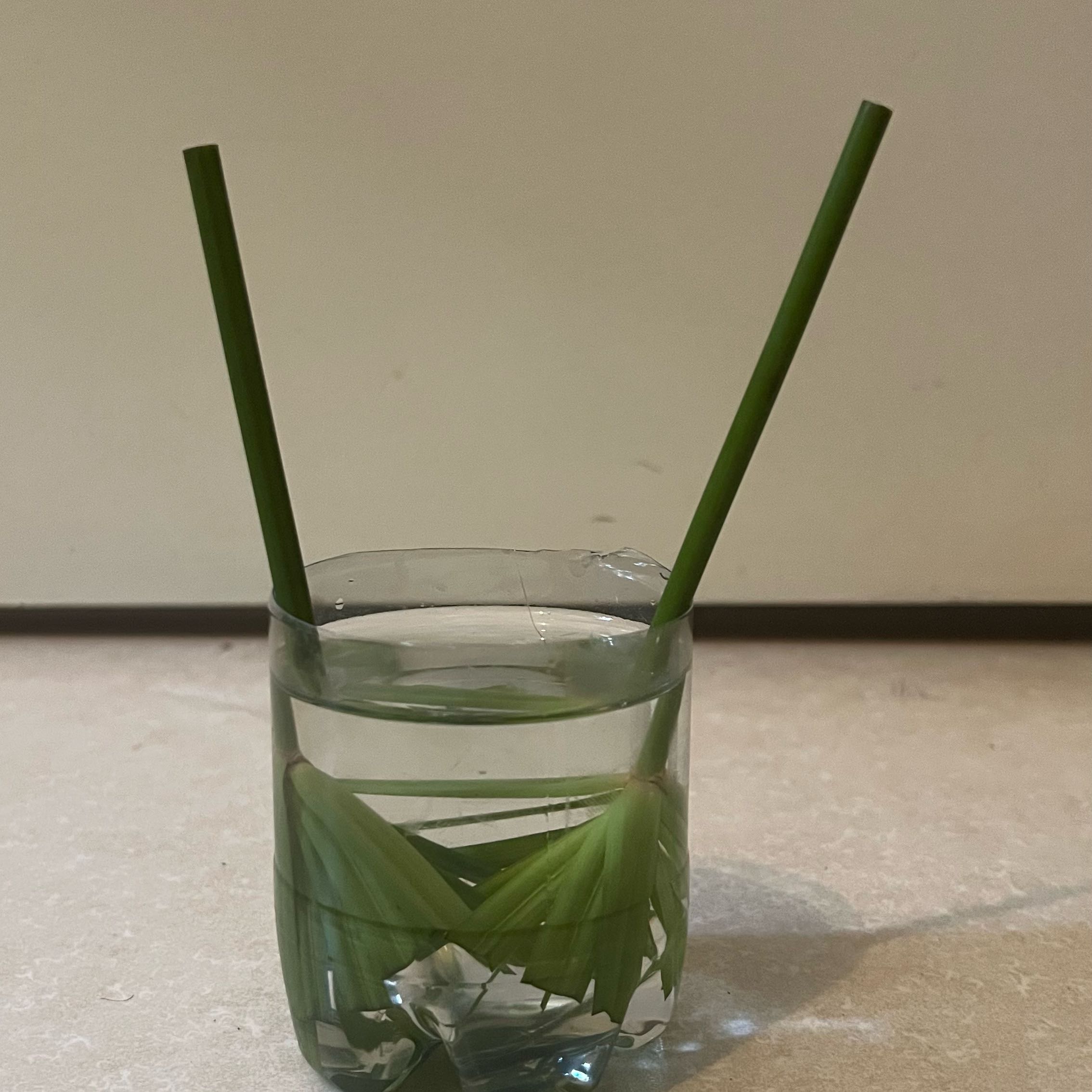 Photo of the plant species Papyrus by @Highsye named Foxxy on Greg, the plant care app