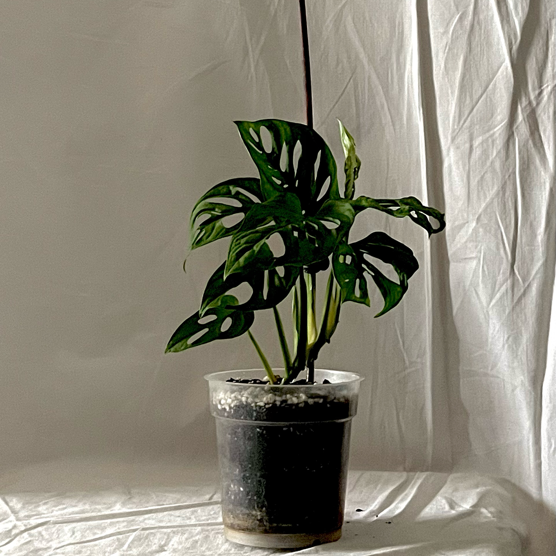 Photo of the plant species Monstera monkey leaf by @Highsye named Holly on Greg, the plant care app