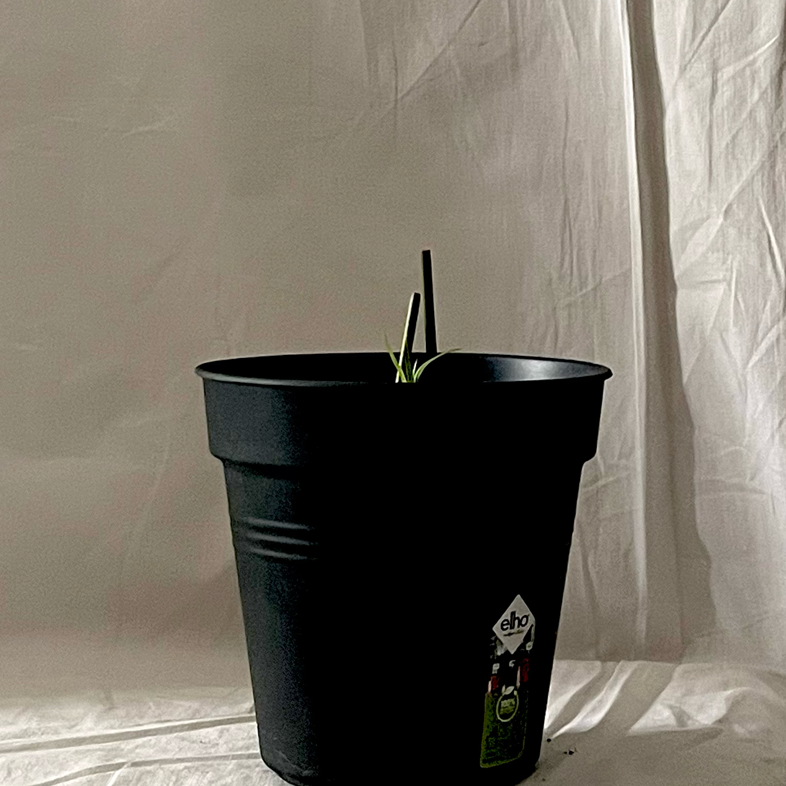 Photo of the plant species Cyperus Papyrus by @Highsye named Foxxy on Greg, the plant care app