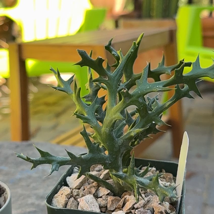 Photo of the plant species Euphorbia stenoclada subsp. stenoclada by @PrimeRimu73 named Winston on Greg, the plant care app