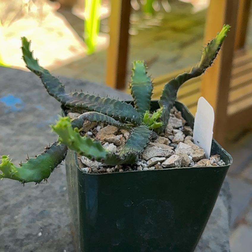 Photo of the plant species Euphorbia stellata subsp. stellata by @PrimeRimu73 named Coco on Greg, the plant care app