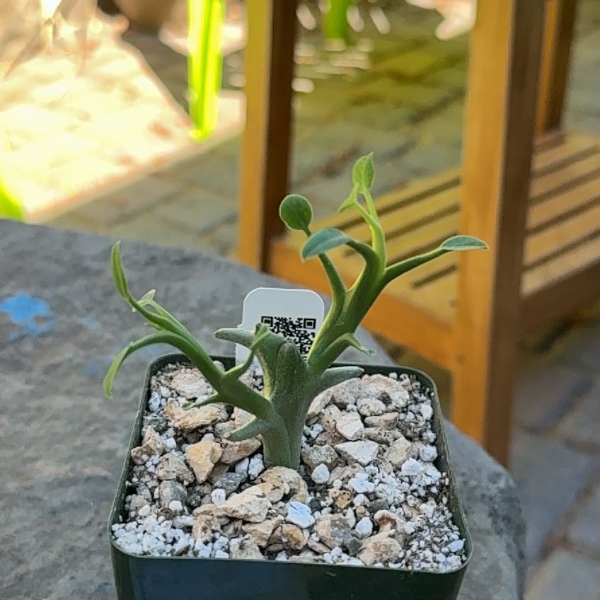 Photo of the plant species Euphorbia hamata var. hamata by @PrimeRimu73 named Planty on Greg, the plant care app
