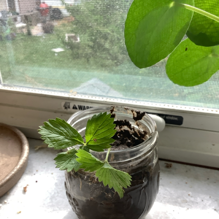 Photo of the plant species American Wild Strawberry by @WhizSalsa35 named Strawberry 🍓 on Greg, the plant care app
