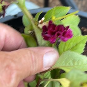 Photo of the plant species Dahlias by @StackedMayapple named Gomez on Greg, the plant care app