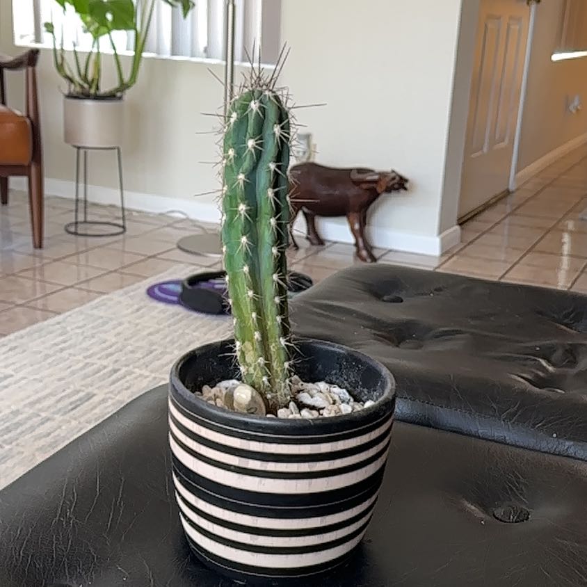 Photo of the plant species Assorted Stetsonia by @ToughSalad45 named OG on Greg, the plant care app
