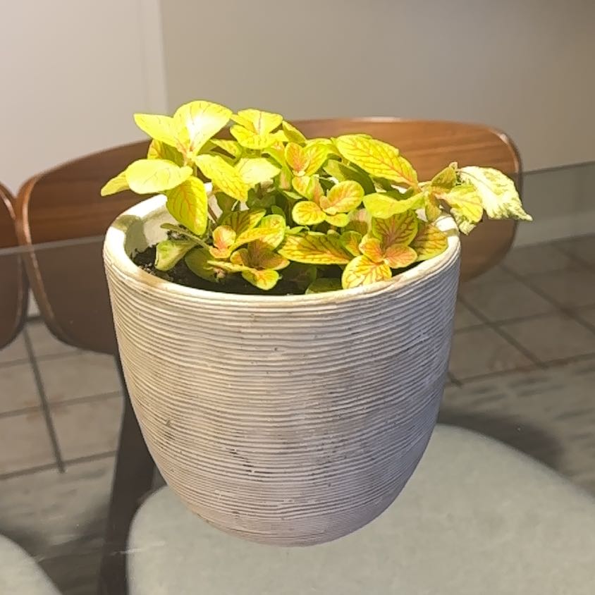 Photo of the plant species Fittonia by @ToughSalad45 named Belle on Greg, the plant care app