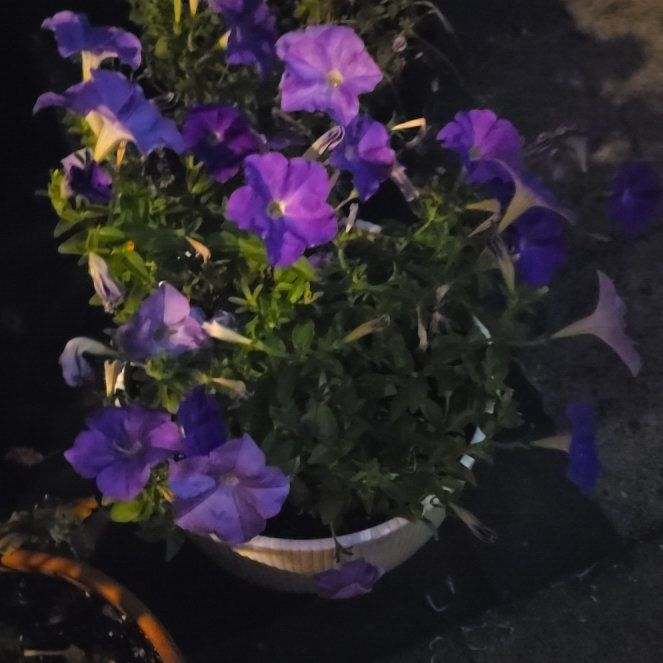 Photo of the plant species Trailing Petunia by @VeteranBuroak19 named Demi🪦 on Greg, the plant care app