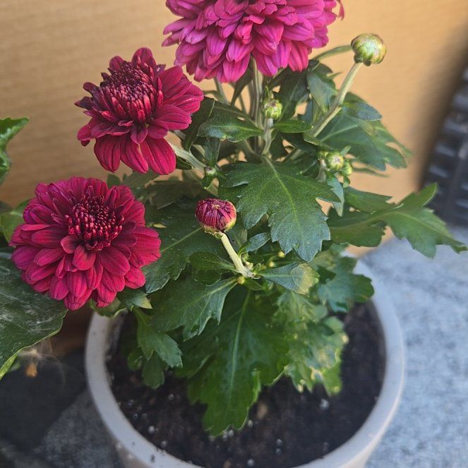 Photo of the plant species Garden Mum 'Purple' by @VeteranBuroak19 named Padme🪦 on Greg, the plant care app