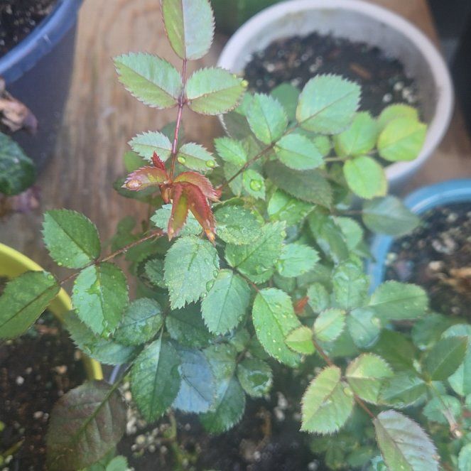 Photo of the plant species Multiflora Rose by @VeteranBuroak19 named Rosemary on Greg, the plant care app