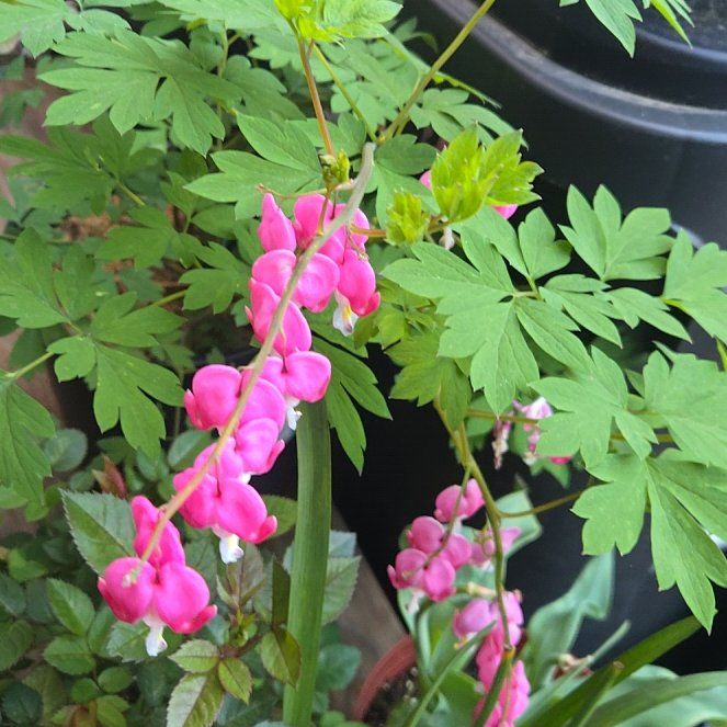 Photo of the plant species Asian Bleeding-Heart by @VeteranBuroak19 named Aphrodite on Greg, the plant care app