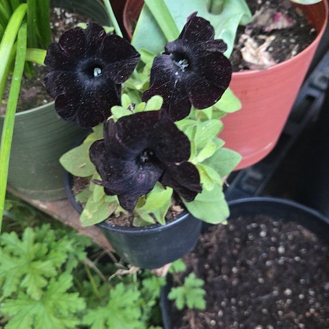 Photo of the plant species Petunia by @VeteranBuroak19 named Nyx on Greg, the plant care app