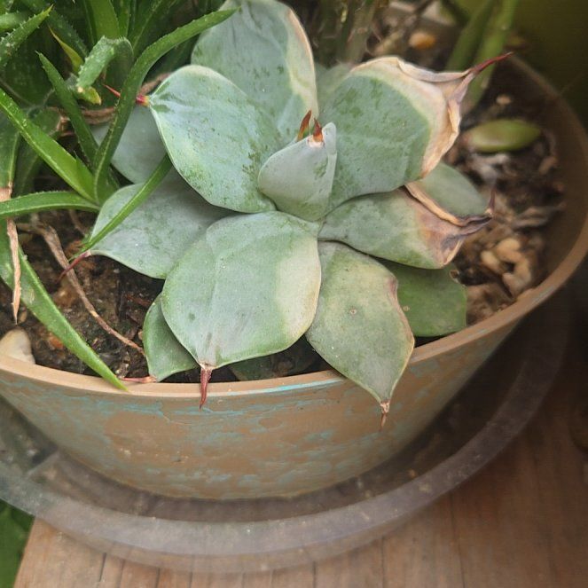 Photo of the plant species Agave isthmensis 'Ippongi' by @VeteranBuroak19 named Homer on Greg, the plant care app