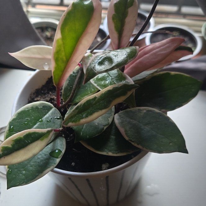 Photo of the plant species Hoya 'Shining Sea Star' by @VeteranBuroak19 named Osmo on Greg, the plant care app