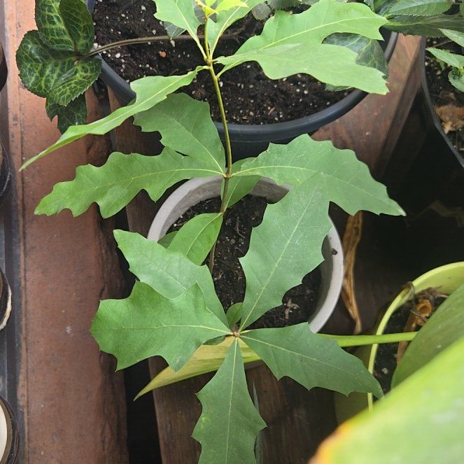 Photo of the plant species White Oak by @VeteranBuroak19 named Achilles on Greg, the plant care app