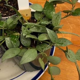 Photo of the plant species Hoya 'Eskimo' by @BeamingTomato65 named Eva on Greg, the plant care app