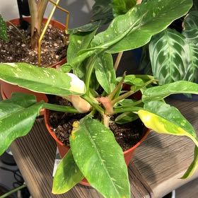 Photo of the plant species Philodendron Hybrid by @DeanKoa42 named Kesha on Greg, the plant care app
