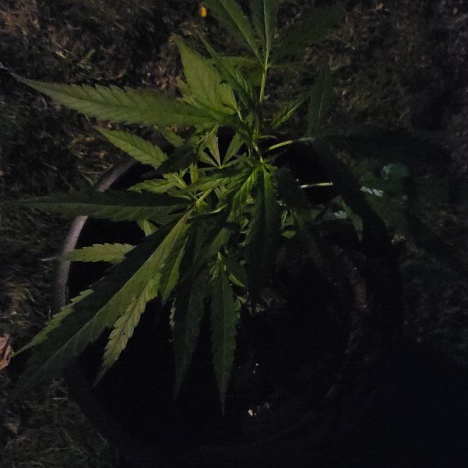 Photo of the plant species Marijuana by @NewSkypilot61 named Weedy on Greg, the plant care app