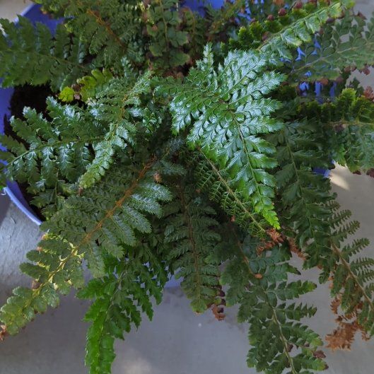 Photo of the plant species Lace Fern by @ZappyBluecereus named Kesha on Greg, the plant care app