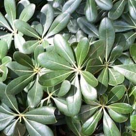 Photo of the plant species Japanese Cheesewood by @ElatedBluesedge named Planty on Greg, the plant care app