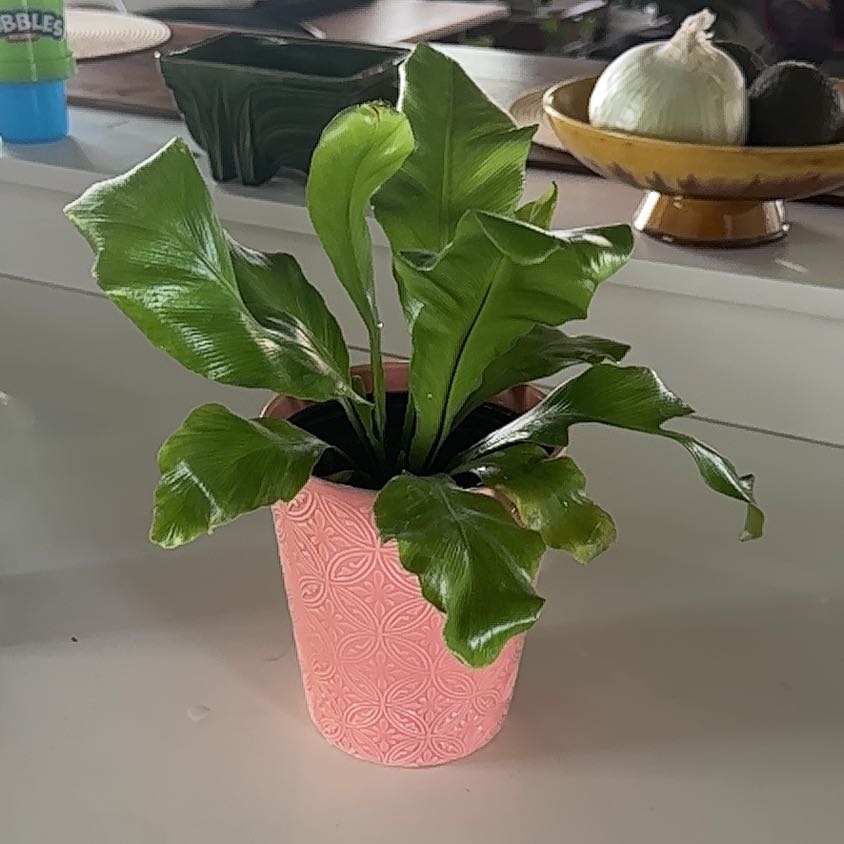 Photo of the plant species Japanese Bird's Nest Fern by @AceHoyalisa50 named Tolkien on Greg, the plant care app