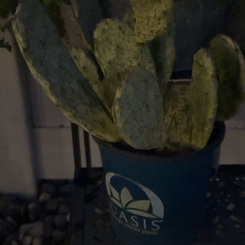 Photo of the plant species Prickley Pear Varigated by @AceHoyalisa50 named Sage on Greg, the plant care app