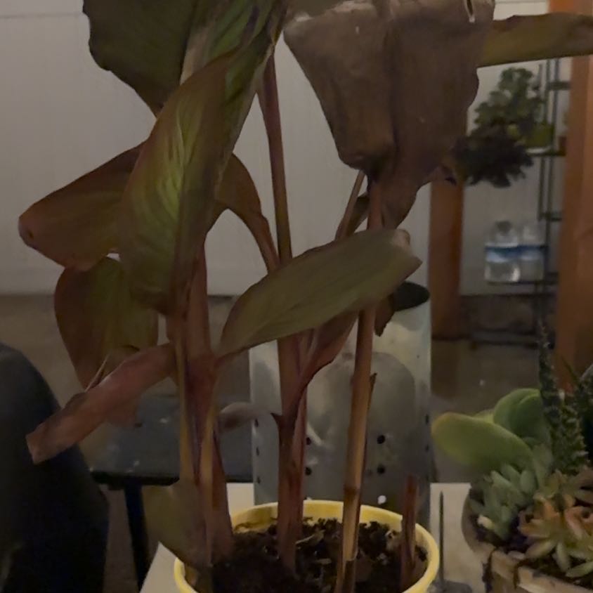 Photo of the plant species Tropicanna Canna Lily by @AceHoyalisa50 named Foxxy on Greg, the plant care app