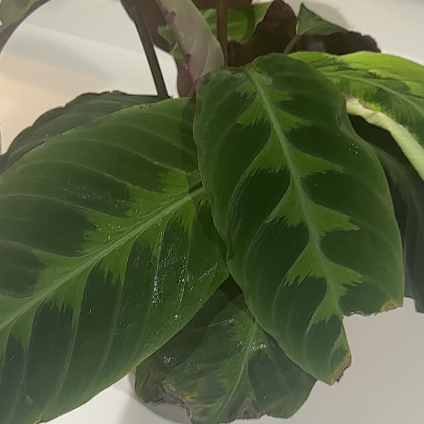 Photo of the plant species Calathea 'Misto' by @AceHoyalisa50 named Kesha on Greg, the plant care app