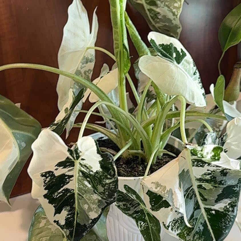 Photo of the plant species Alocasia Frydek by @AceHoyalisa50 named Navajo on Greg, the plant care app