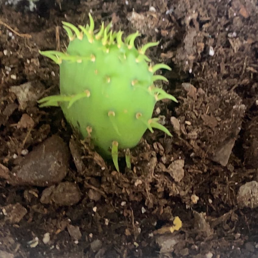 Photo of the plant species Eastern Prickly-Pear Cactus by @HoorayCowshorn6 named Diana on Greg, the plant care app