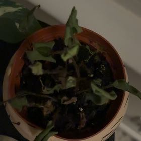 Photo of the plant species Heart Leaf Fern by @VipFeijoa27 named HeartLeaf Erickson on Greg, the plant care app