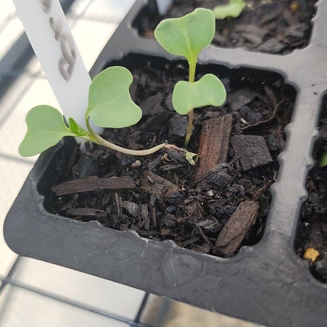 Sun King Broccoli Plant Care: Water, Light, Nutrients | Greg App 🌱