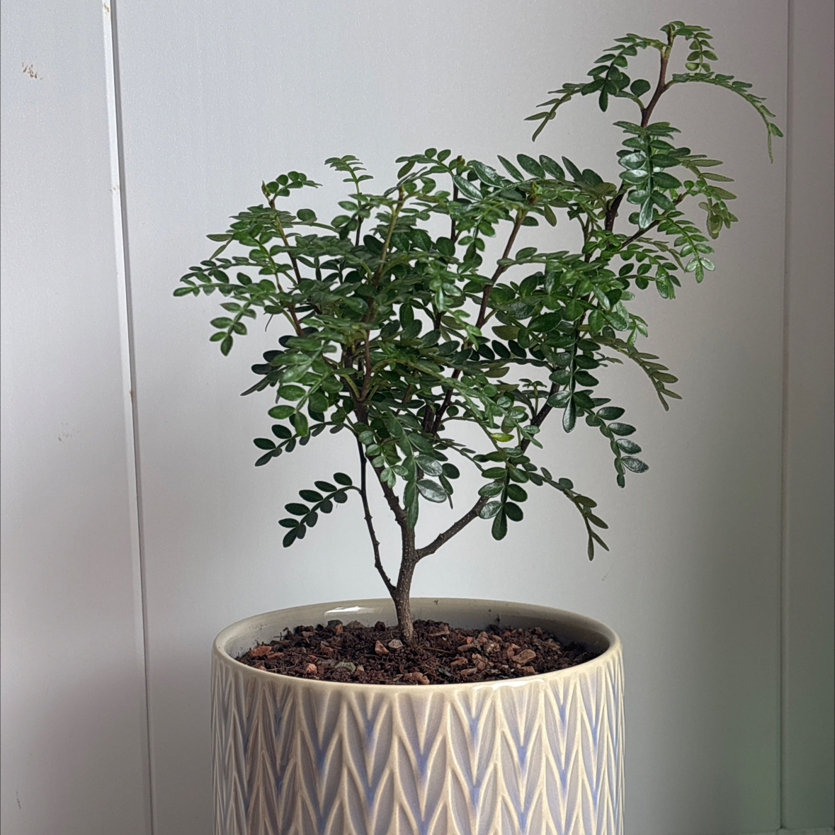 Photo of the plant species Pistacia weinmannifolia by @SharpHenbane56 named Pistachio on Greg, the plant care app