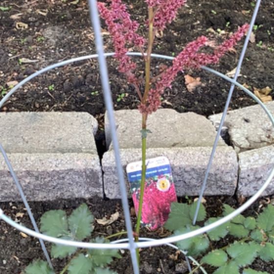 Photo of the plant species Chinese Astilbe by @UberCorn95 named Surya on Greg, the plant care app