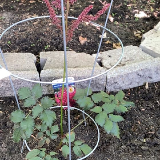 Photo of the plant species Chinese Astilbe by @UberCorn95 named Remington on Greg, the plant care app