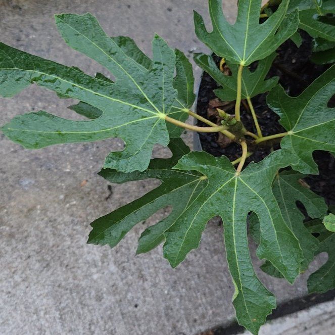 Photo of the plant species Little Miss Figgy by @CrispBushlily61 named Willow on Greg, the plant care app