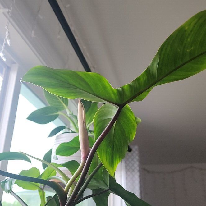 Photo of the plant species Philodendron Tripartitum by @UpfrontHedera81 named Daphne on Greg, the plant care app