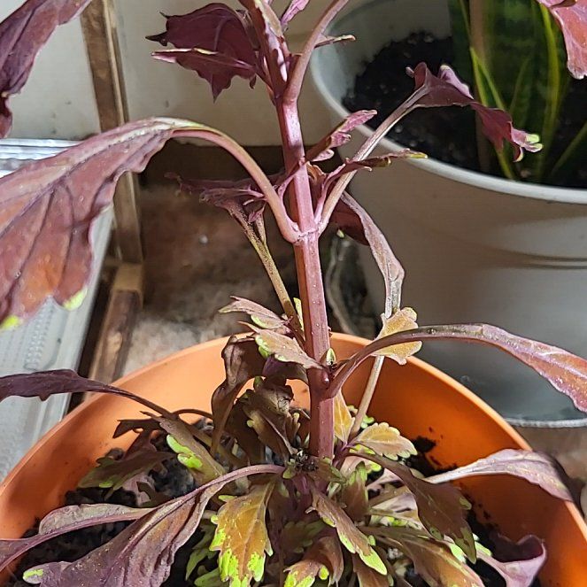 Photo of the plant species Coleus Flame Thrower Chipotle by @TwiztedHippie named Scarlett on Greg, the plant care app