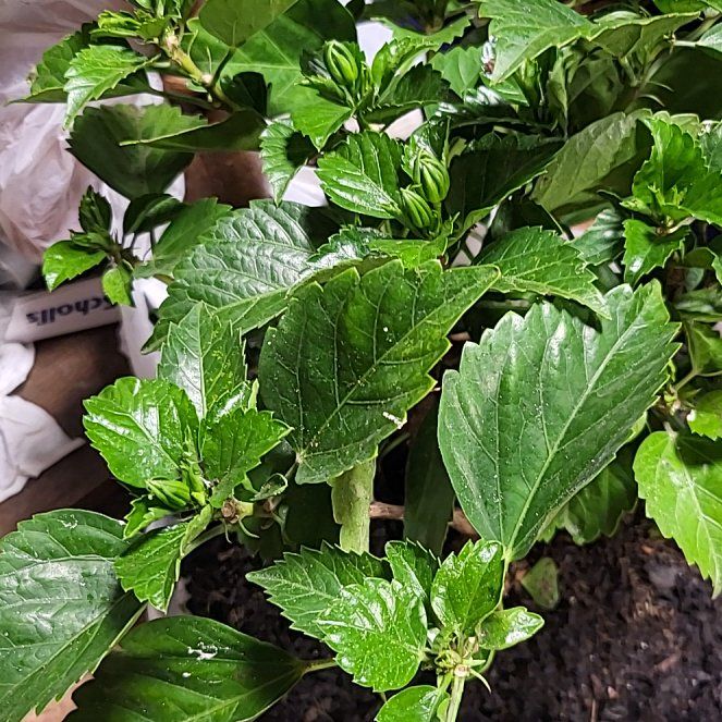 Photo of the plant species Tropical Hibiscuc Bush by @TwiztedHippie named Pinky Tuscadero on Greg, the plant care app